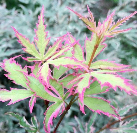 20pcs Bonsai Maple Tree Seeds Bonsai Tree Seeds Balcony Plants Home Garden