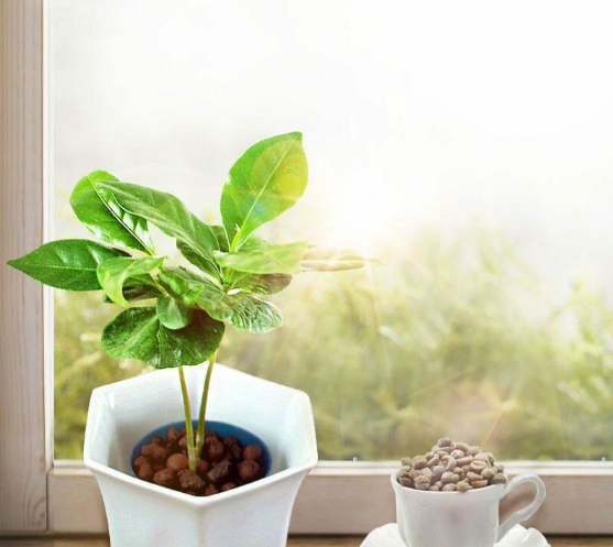 1Pcs Coffee Beans Tree Seeds Rare Annual Plant Organic Bonsai For Kitchen