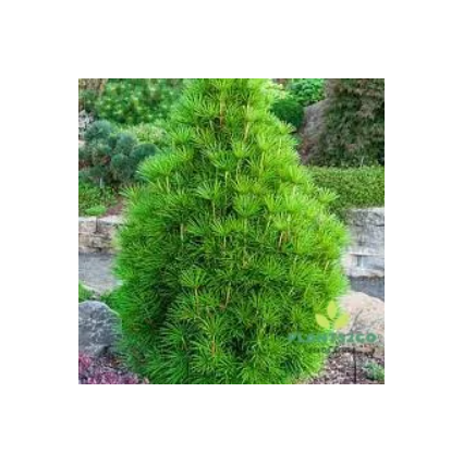 Japanese Umbrella Pine Tree Seeds