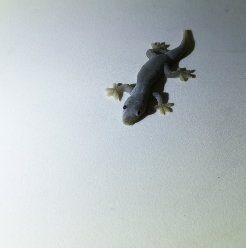 Fake Lizards Realistic Jumbo Cat Lure Toy