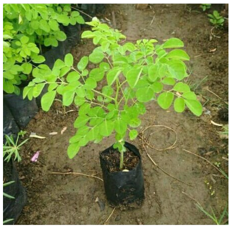 Bonsai Moringa Tree Plant Seeds Malunggay