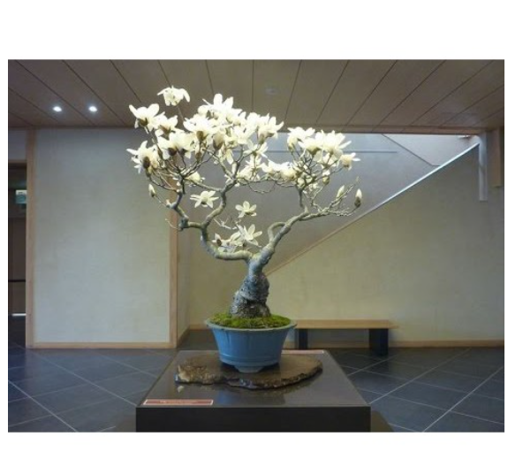 White Magnolia Grandiflora Flower Bonsai Tree Plant Seeds