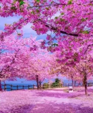 Japanese Sakura Cherry Tree Seeds