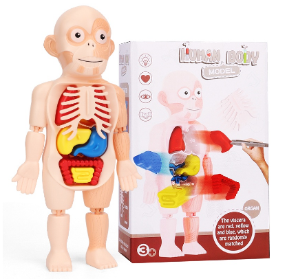 Kid Montessori 3D Puzzle Human Body Anatomy Model Toy Educational Learning Organ Diy Assembl