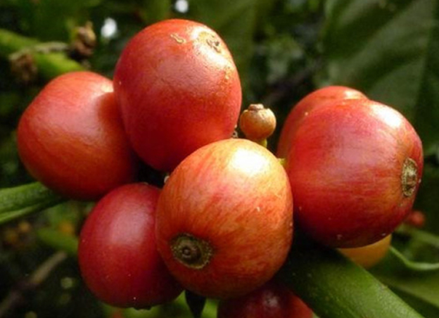 10Pcs Coffee Tree Seed Bean Fruit Tree Plant Balcony Garden Potted Planting