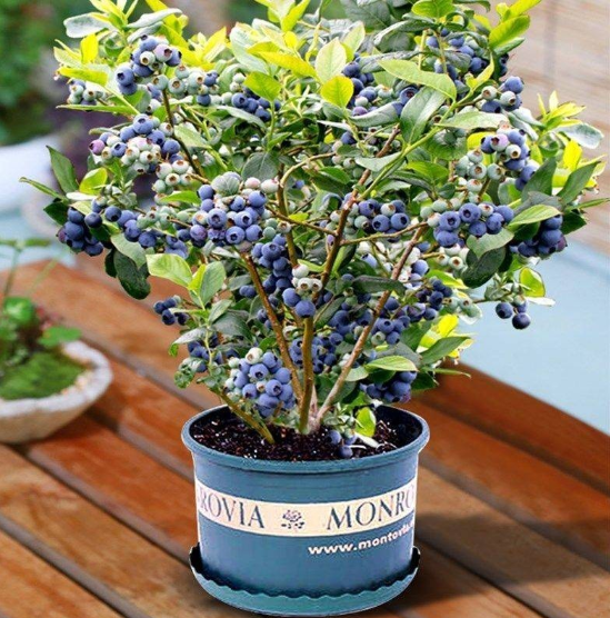 20pcs Blueberry Seeds for Planting Fruits Organic Fresh Fruit Seeds Dwarf Fruit Tree Plants Seedling