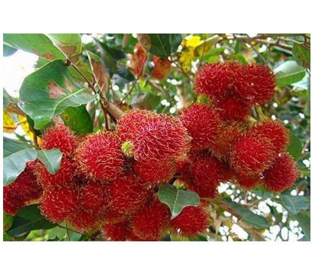 1Pcs/Pack Rambutan Seeds Red Fruits Bonsai Plants Home Garden Ornamental Trees