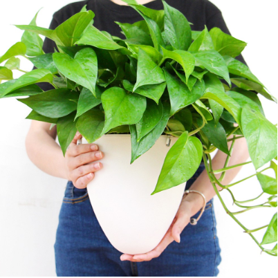 Minimalist White Hanging Planter Decorative Flower Pot Gardening Smart Self Watering System