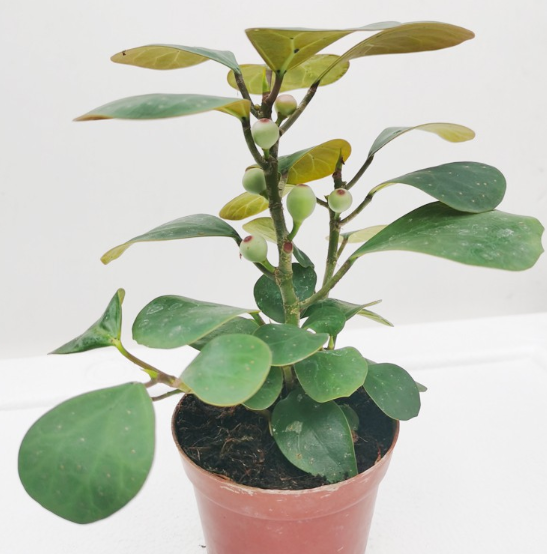 50pcs Bodhi Fortune Tree seed Potted Plant Seed Evergreen Plant in the Office Plant