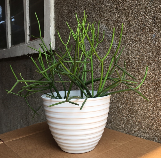 SETSAVER 10pcs Large Spiral Plastic Plant Pot