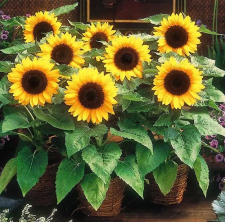 10Pcs Sunflower Bonsai Flower Seeds Rare Kind Pot Plant Home Balcony