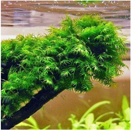 500Pcs Pearl Moss Seeds Ornamental Aquatic Plant Seeds Live Aquarium Plants