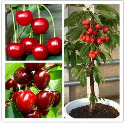 Cherry Seeds Home Indoor Fruit Bonsai Dwarf Cherry Tree Seed Planting 20Pcs/Bag