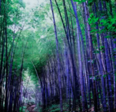 Rare Purple Bamboo Clumping Seeds