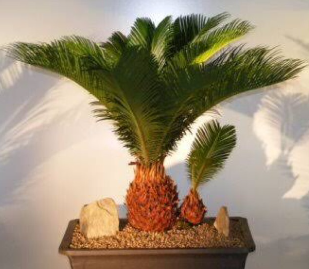 Bonsai Palm Tree Plant Seeds