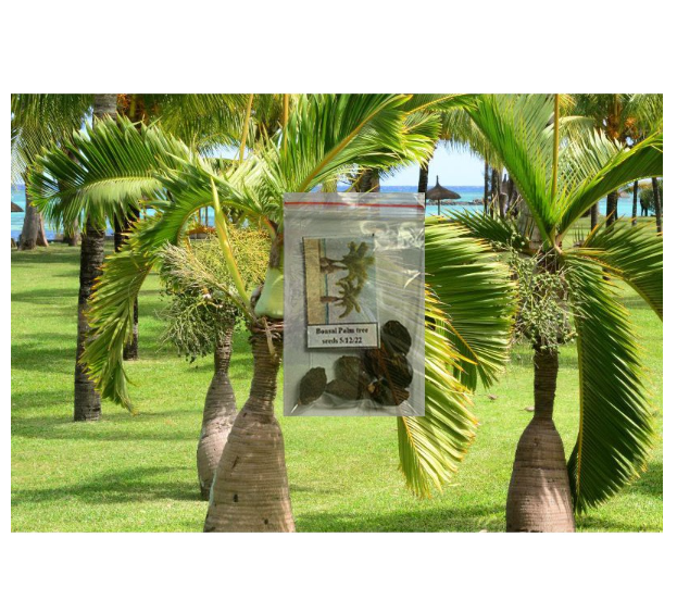 Bonsai Palm Tree seeds Tropical Plant