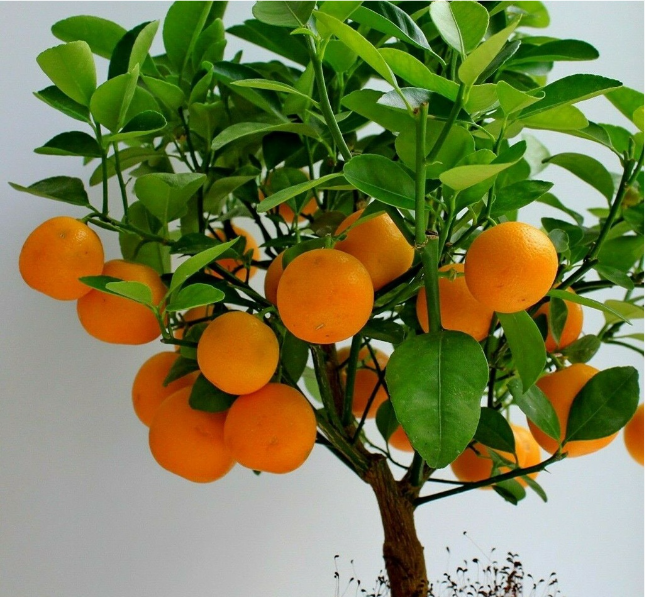 Orange Tree Bonsai Seeds Rare 3 Kind Citrus Fruit For Garden and Home 50Pcs