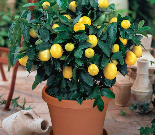 10 Lemon Tree Seeds Relic Lime Potted Plant Rare Fruit Home Garden Bonsai Plants