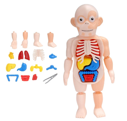 Kids Montessori 3D Puzzle Human  Learning Organ Assembled Toy Children Early Educational Teaching Tool