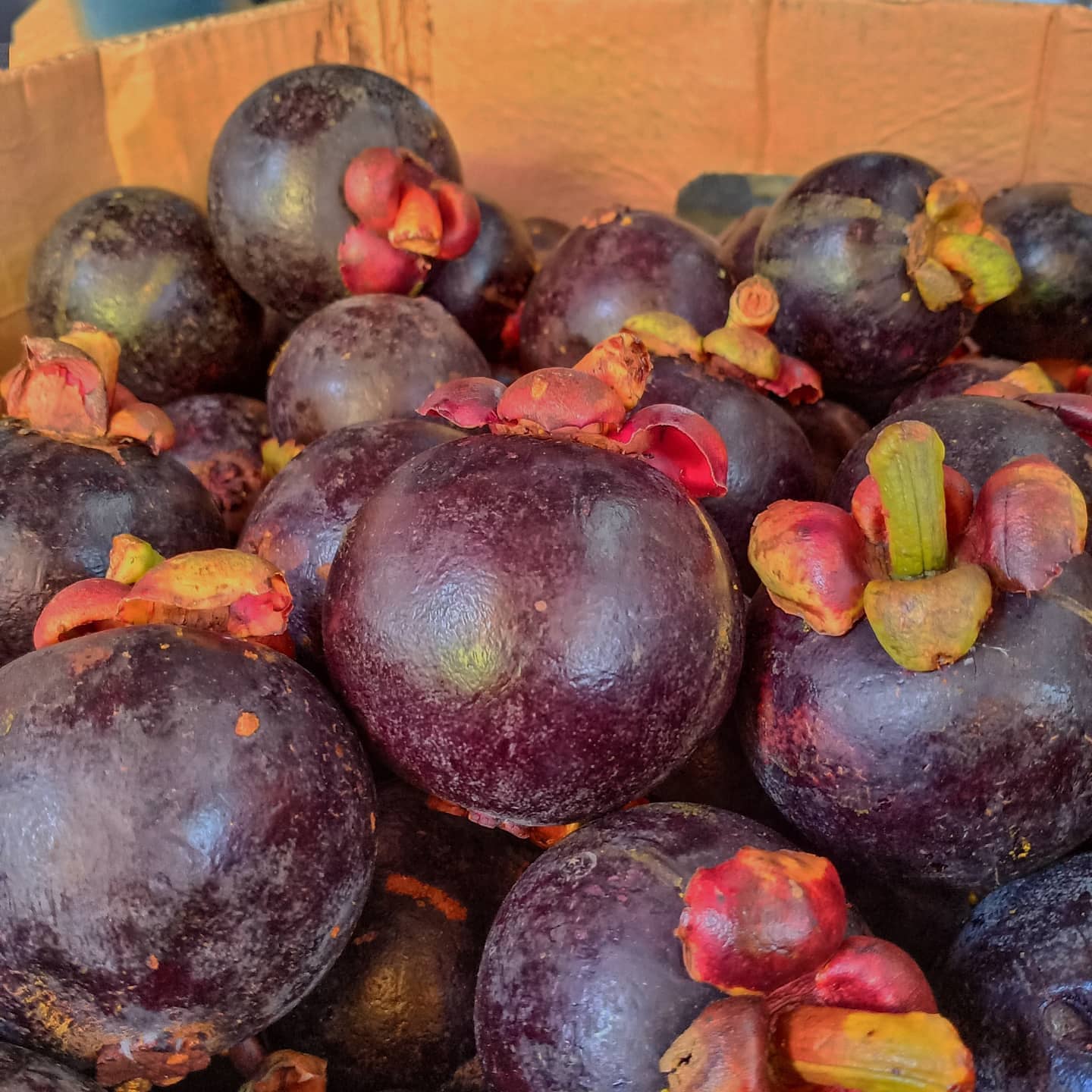 Mangosteen