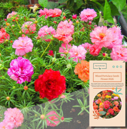Mixed Portulaca Seeds, Vietnam Rose, Flower Seeds#26