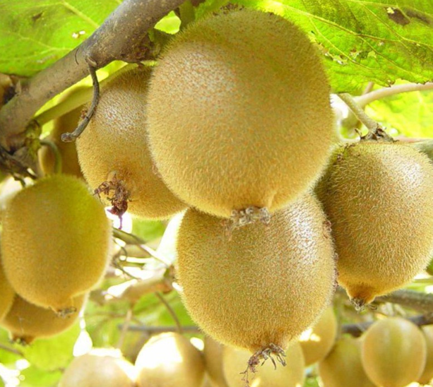 300pcs Kiwi Seeds Fruit Tree Seeds Bonsai Plants Kiwi Small Fruit Trees Seed for Home Garden Plants