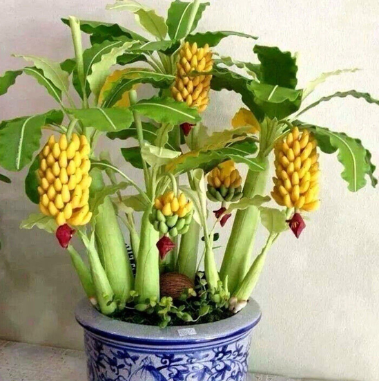 30Pcs Rare Dwarf Banana Tree Seeds Mini Bonsai Seed Exotic Home Garden Plants