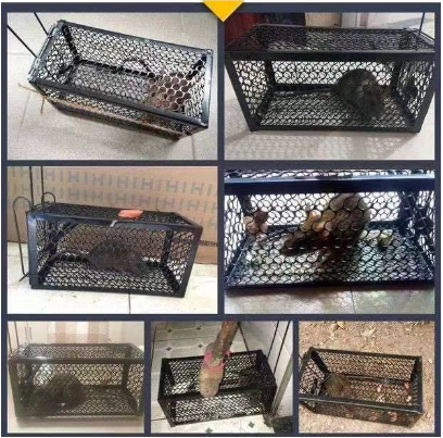 COD Bestguard Live Rat Trap Rat Cage Rodent Trap Mouse Trap Live Rat Rodent Trap-Z255