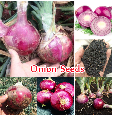 Onion Seeds for Planting Vegetable Plants Seeds Indoor Outdoor Bonsai Tree