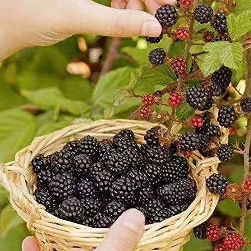 Wild BlackBerry Seeds, Black Berry Bonsai Plants Garden Fruit Seeds 50 Pcs