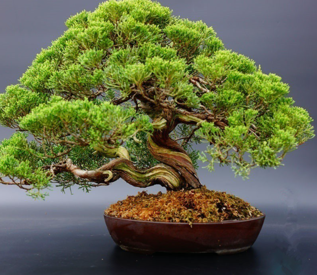 20pcs Rare Japanese White Pine Pinus Parviflora Tree Bonsai Seeds Home Plant