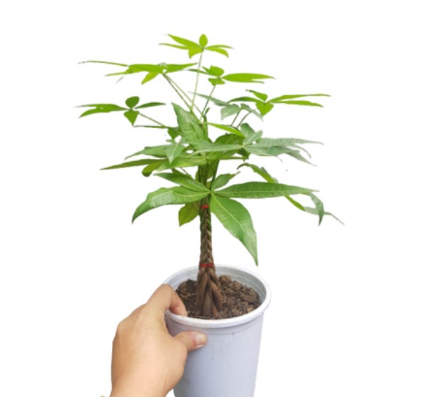 Money Tree Healthy Live Plant 10 to 12 Inches Height