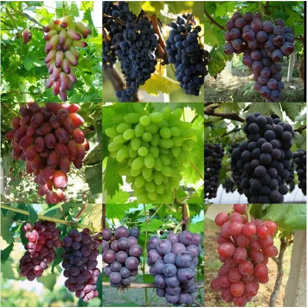 Grape Seeds for Planting Bonsai Fruit Tree 20 Seeds/Pack Mixed Varieties