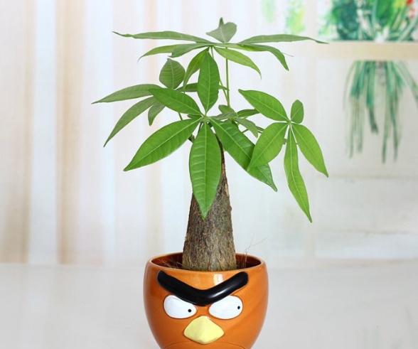 Pachira Macrocarpa Seeds Money Tree Plant Seeds (1 Pack of 2 Seeds) ornamental