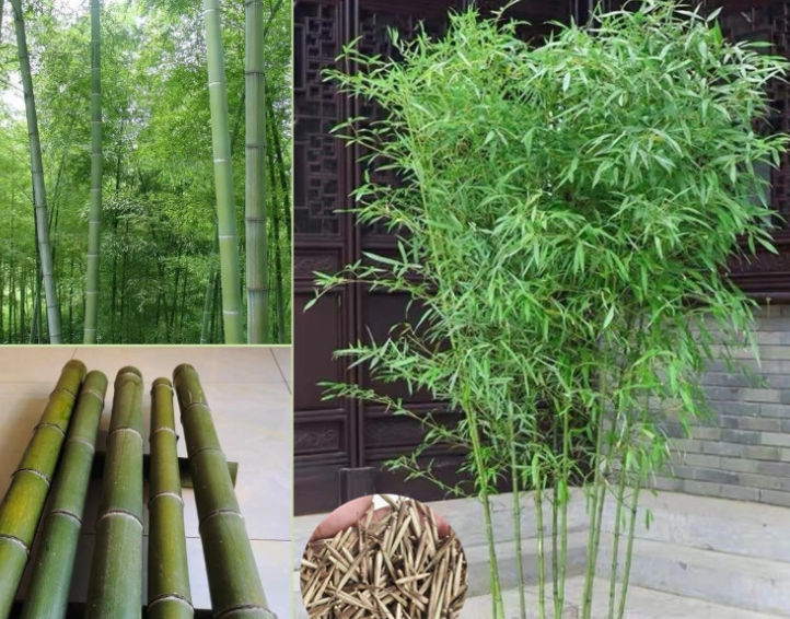 Fresh Moso Bamboo Seeds Phyllostachys Plant Seed for Planting Gardening 35pcs Bonsai Tree Live Plant