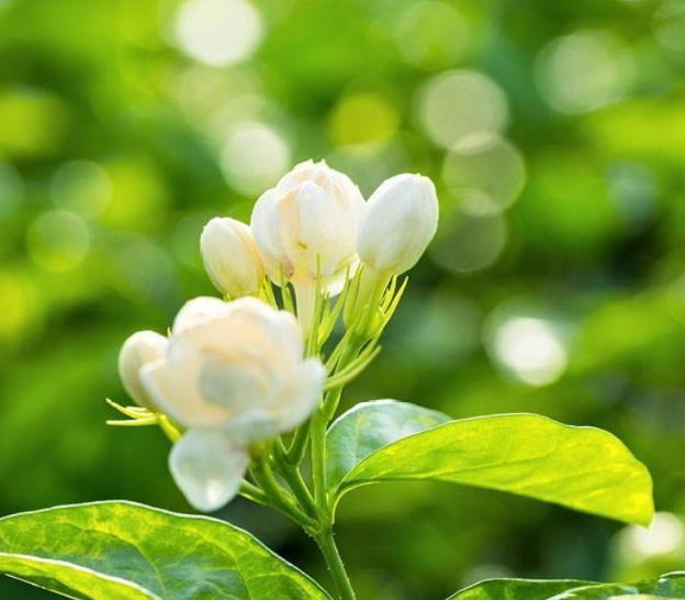 20Pcs Jasmine Flower Plant Tree Flower Seeds