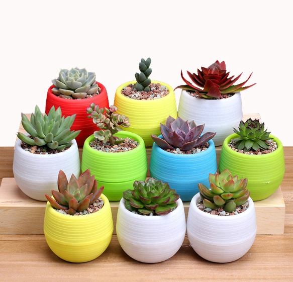 Plastic Succulent Flower Pot