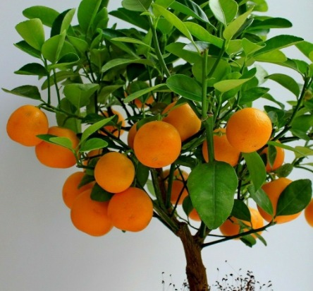 Orange Tree Bonsai Seeds Rare 3 Kind Citrusr Fruit For Gaden and Home