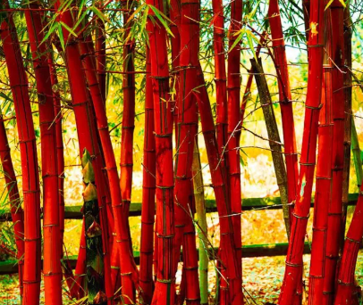 Premium-Quality Red Bamboo Seeds Bambusoideae Poaceae
