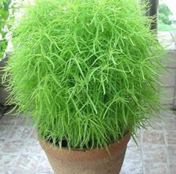 Ornamental Kochia Bush Plant Seeds/Air-Purifying Kochia Plant Seeds for Planting